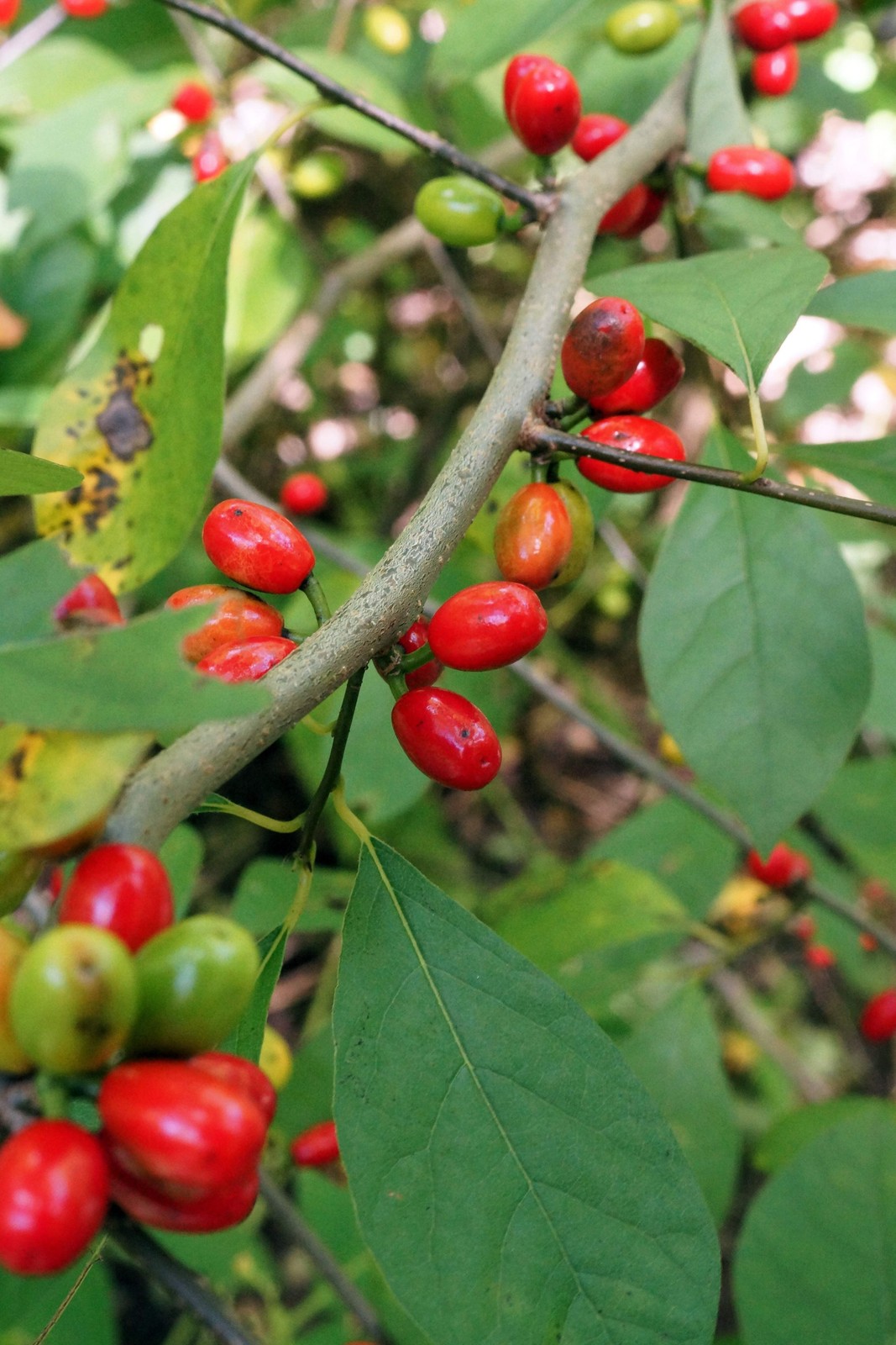 10 SPICEBUSH Wild Allspice Lindera Benzoin Spice Bush Berry Yellow Flower Seeds