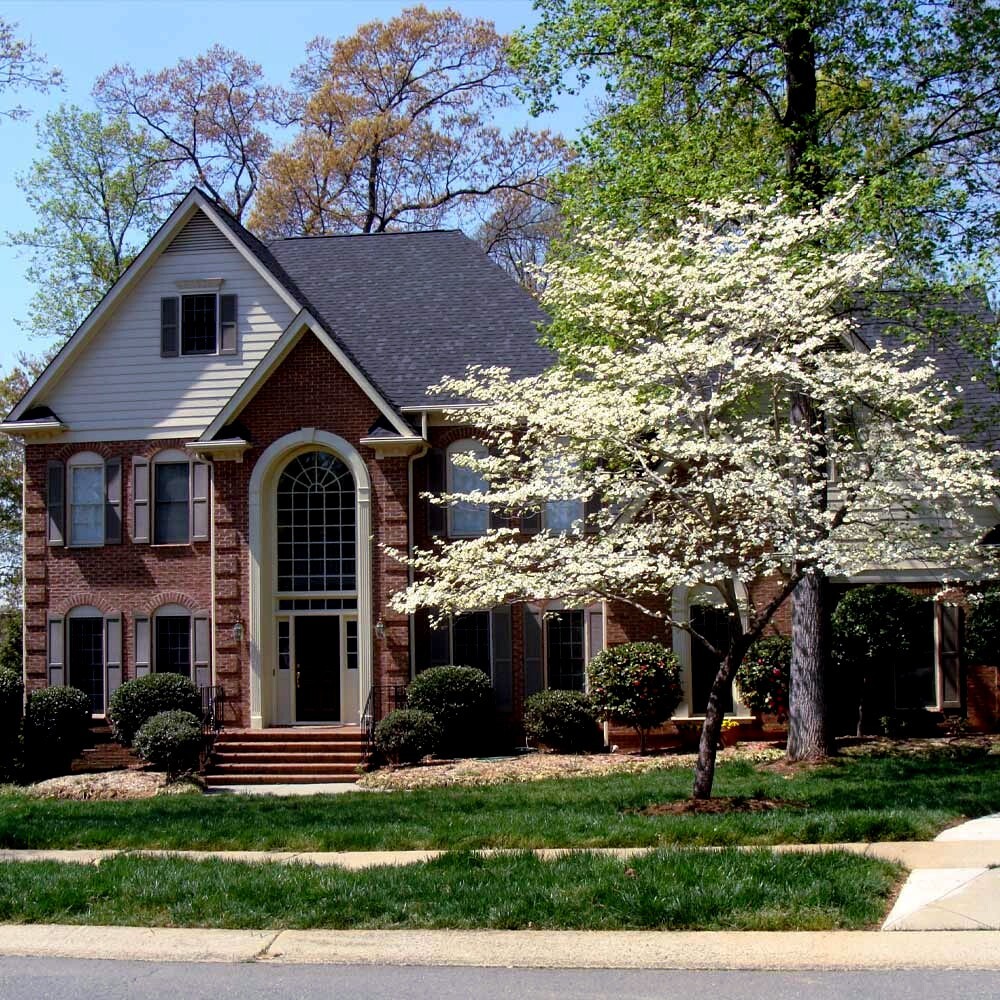 500 – 1,000 White American Flowering Dogwood Tree Seeds (Cornus florida) Hardy-5