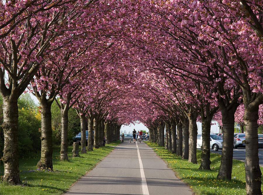 Japanese Flowering Cherry, Prunus serrulata, Tree Seeds