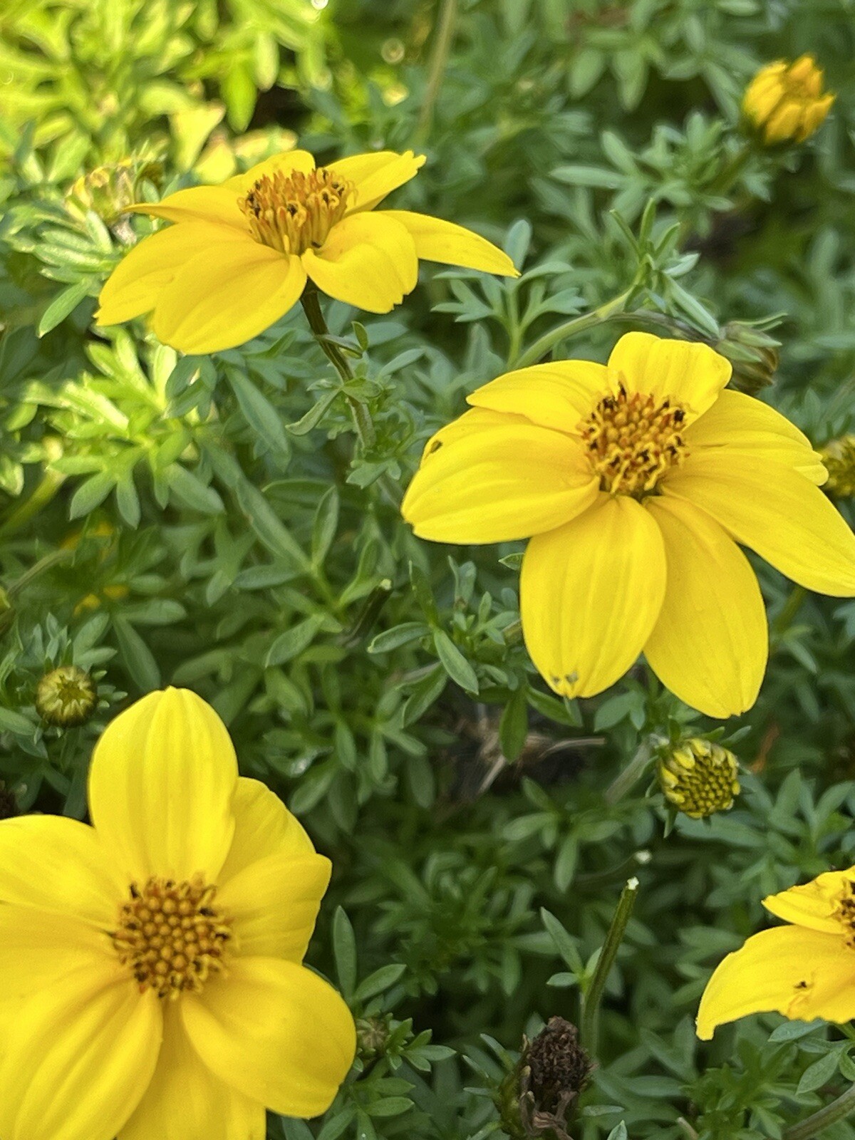 Marigold Sunny Yellow