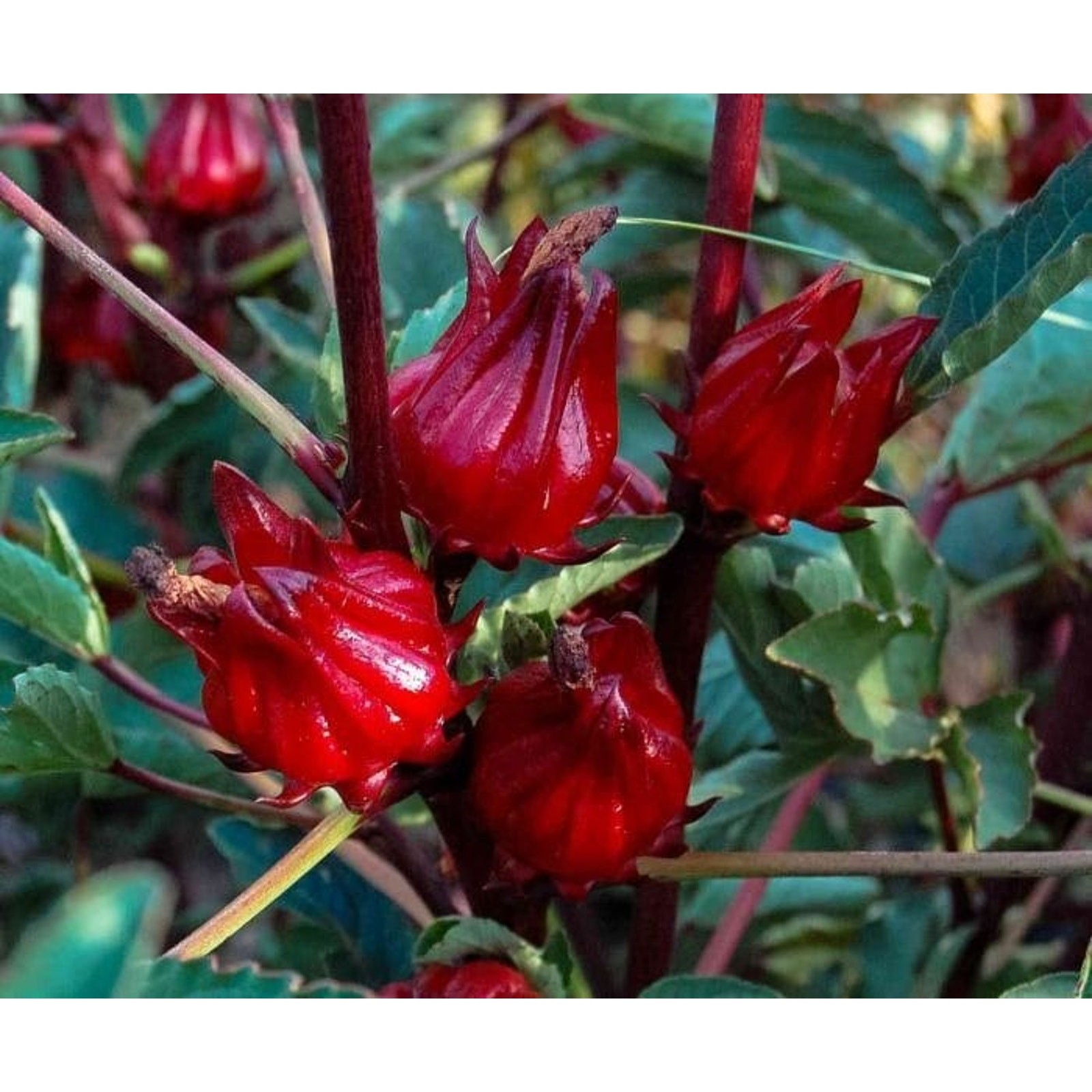 Red Hibiscus Roselle Asian Sour Leaf Seeds Non GMO Heirloom Herb Tea – 25