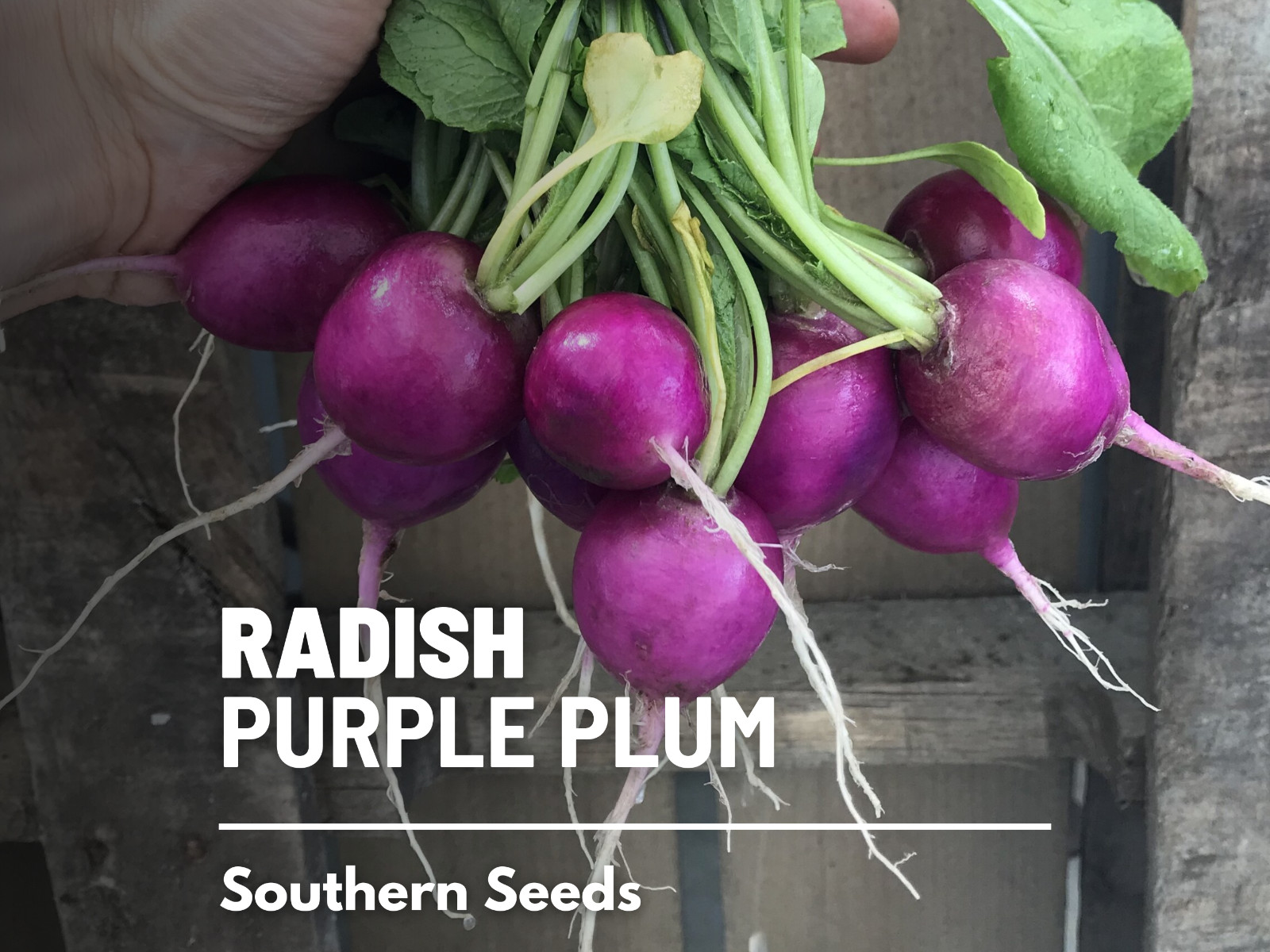 Radish, Purple Plum – 250 Seeds – Heirloom – GMO Free – Sow Spring or Late Summe