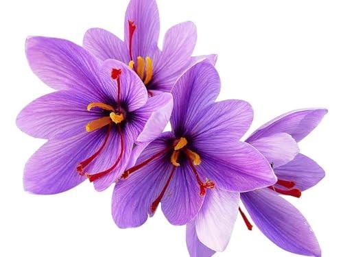 10 Large Saffron Crocus Corms – Purple Blooms, Perennial Bulbs for Outdoor Plant