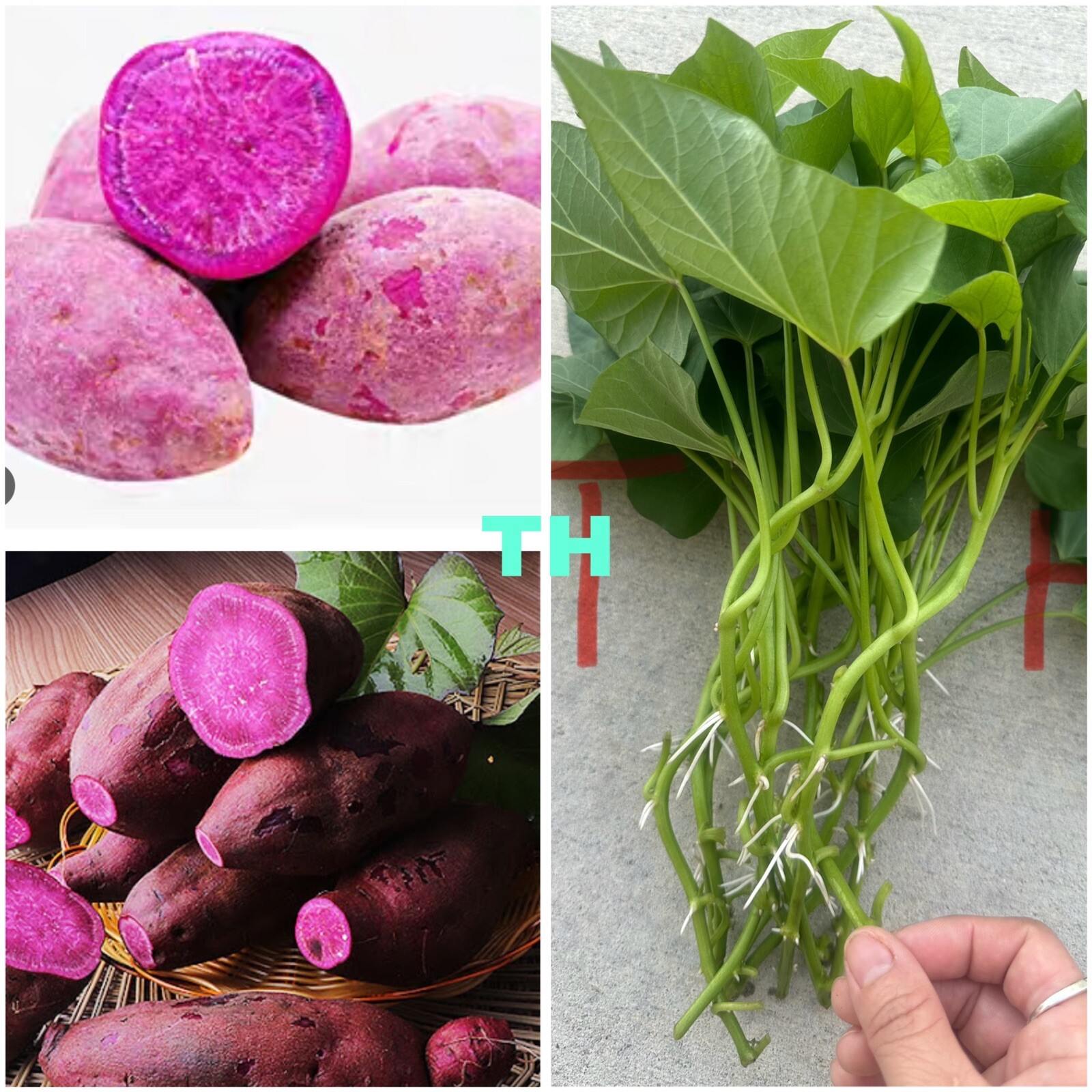 10 Purple Molokai Sweet Potato Slips/ Cuttings / Molokai Sweet Potato Slips
