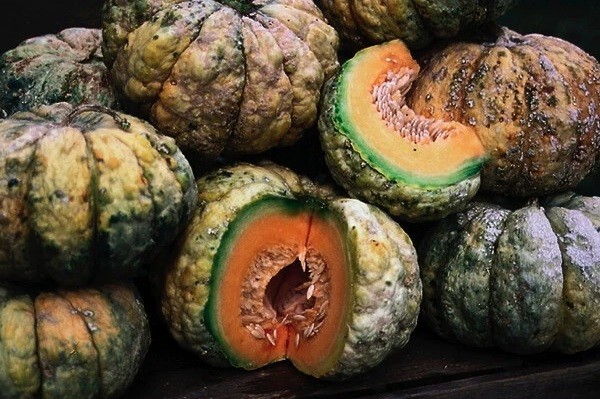 Prescott Fond Blanc Melon 20 – 200 Seeds Cantaloupe Fragrant Flavorful Heirloom