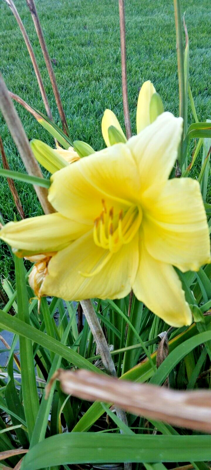 15 UNKNOWN LIGHT YELLOW DAYLILY SEEDS