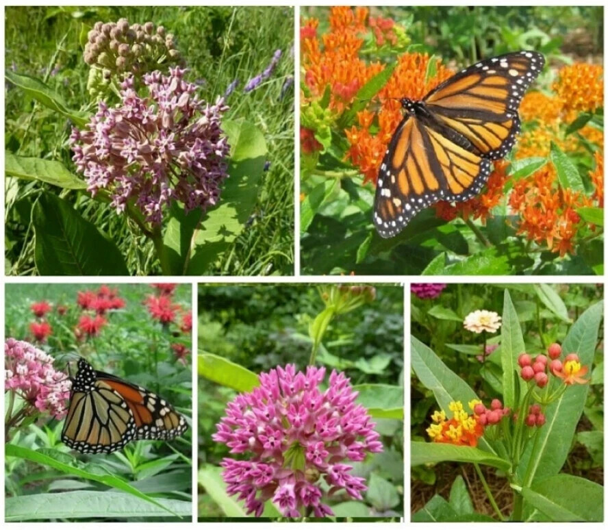 BUTTERFLY MILKWEED SEED ASSORTMENT – 5 TYPES – FRESH FOR YOUR FLOWER GARDENS