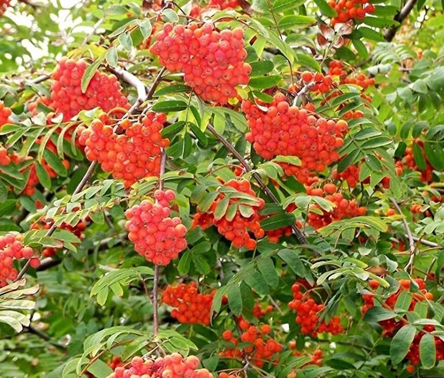Mountain Ash Tree Seeds for Planting (50 Seeds) – Sorbus aucuparia