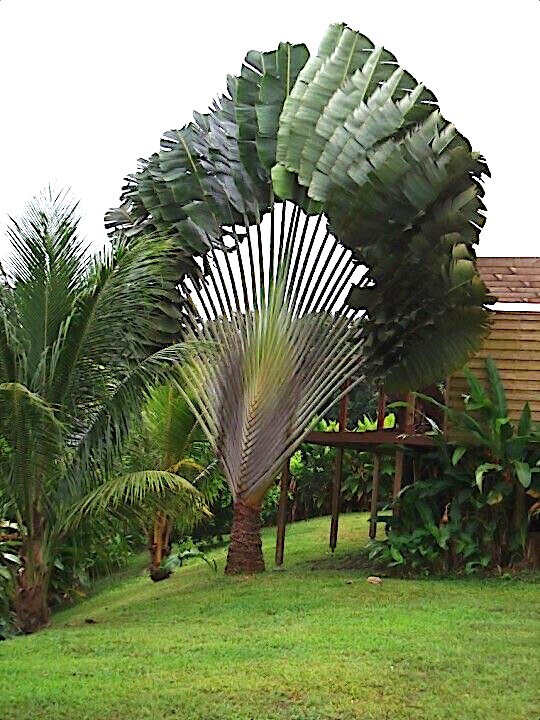 TRAVELERS PALM TREE SEEDS (Ravenala madagascariensis) Bird of Paradise Plant