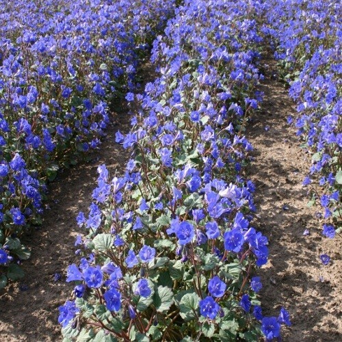 California Bluebell Seeds Desert Bluebell Phacelia Flowers Bulk 5,000 To 20,000