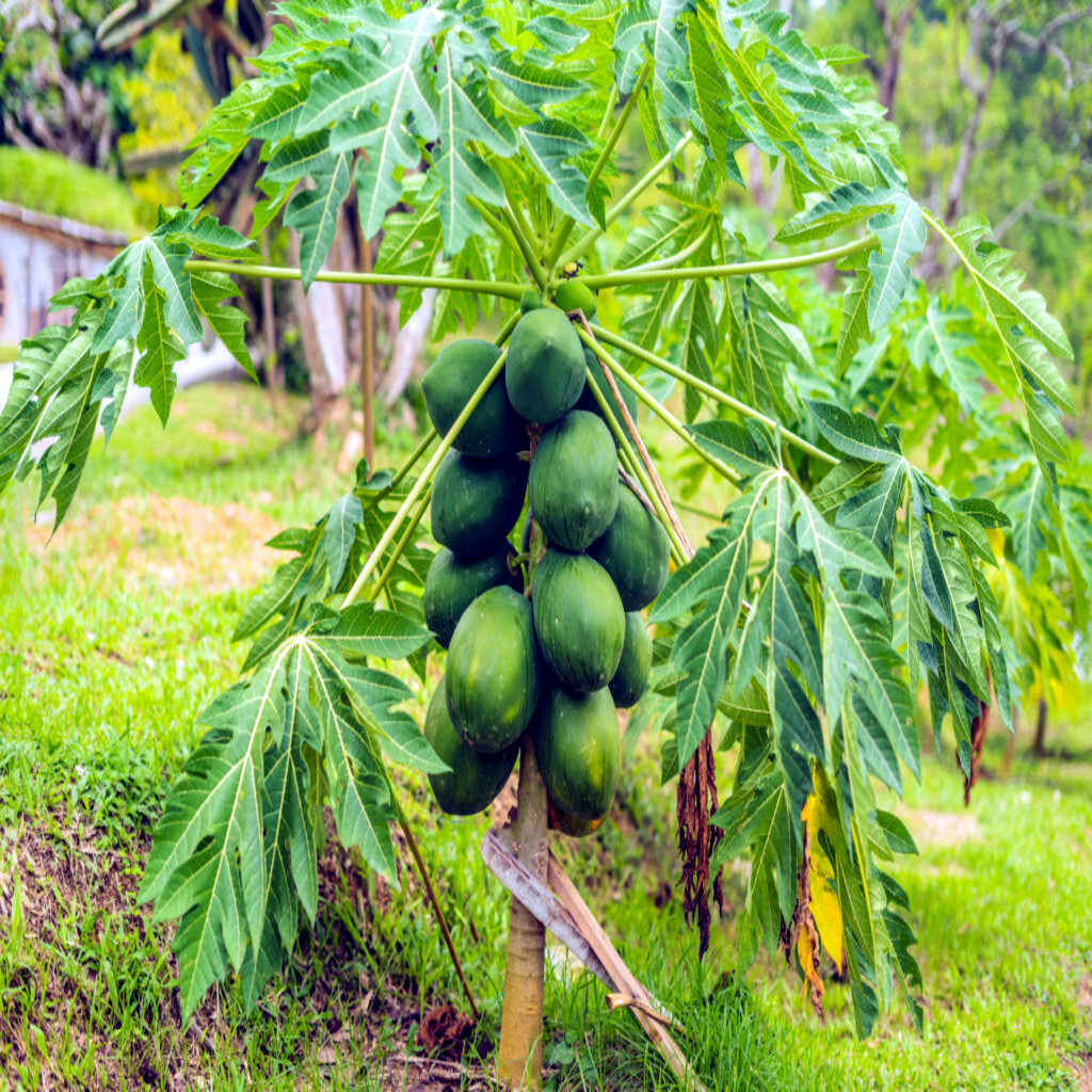 50 “DWARF SOLO WAIMANALO TREE SEEDS” (Carica Papaya) Fast Fruit Houseplant