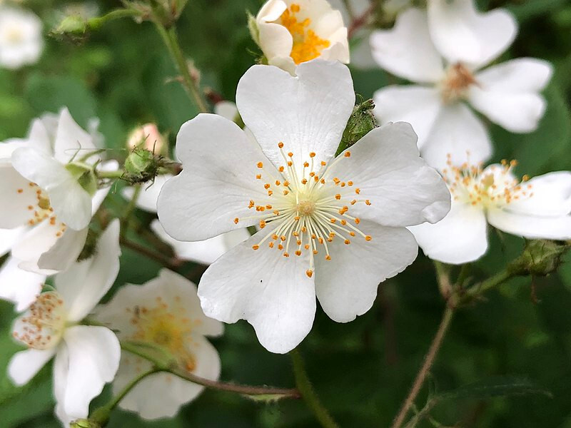 Rosa multiflora Japanese rose, many-flowered rose 20+seeds