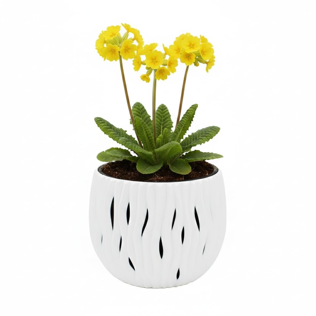 Seeds Primrose Flower Grow Kit, White Wavy Pot, Mini Indoor Garden, Easy-to-G…