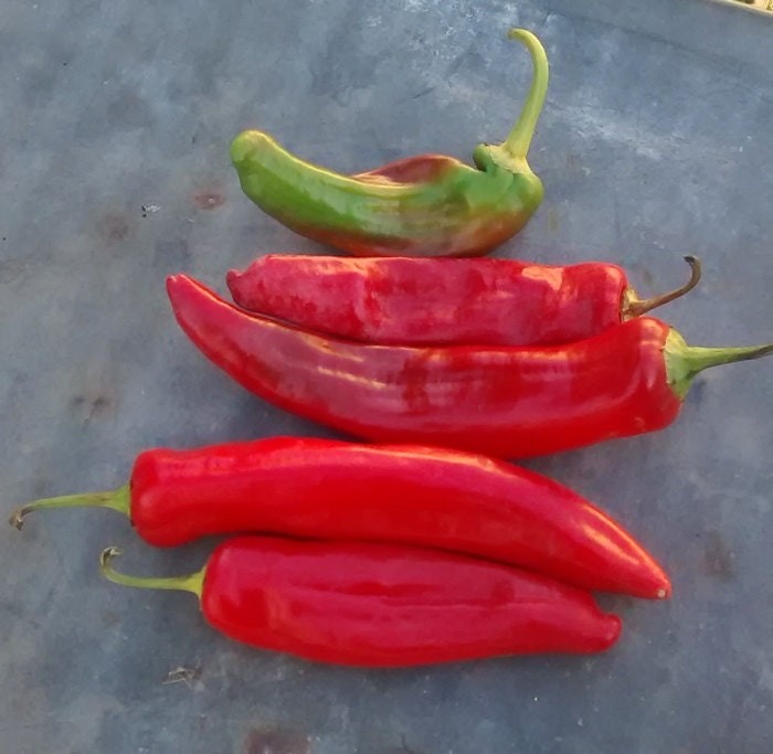 NuMex Joe E Parker, Hot Pepper