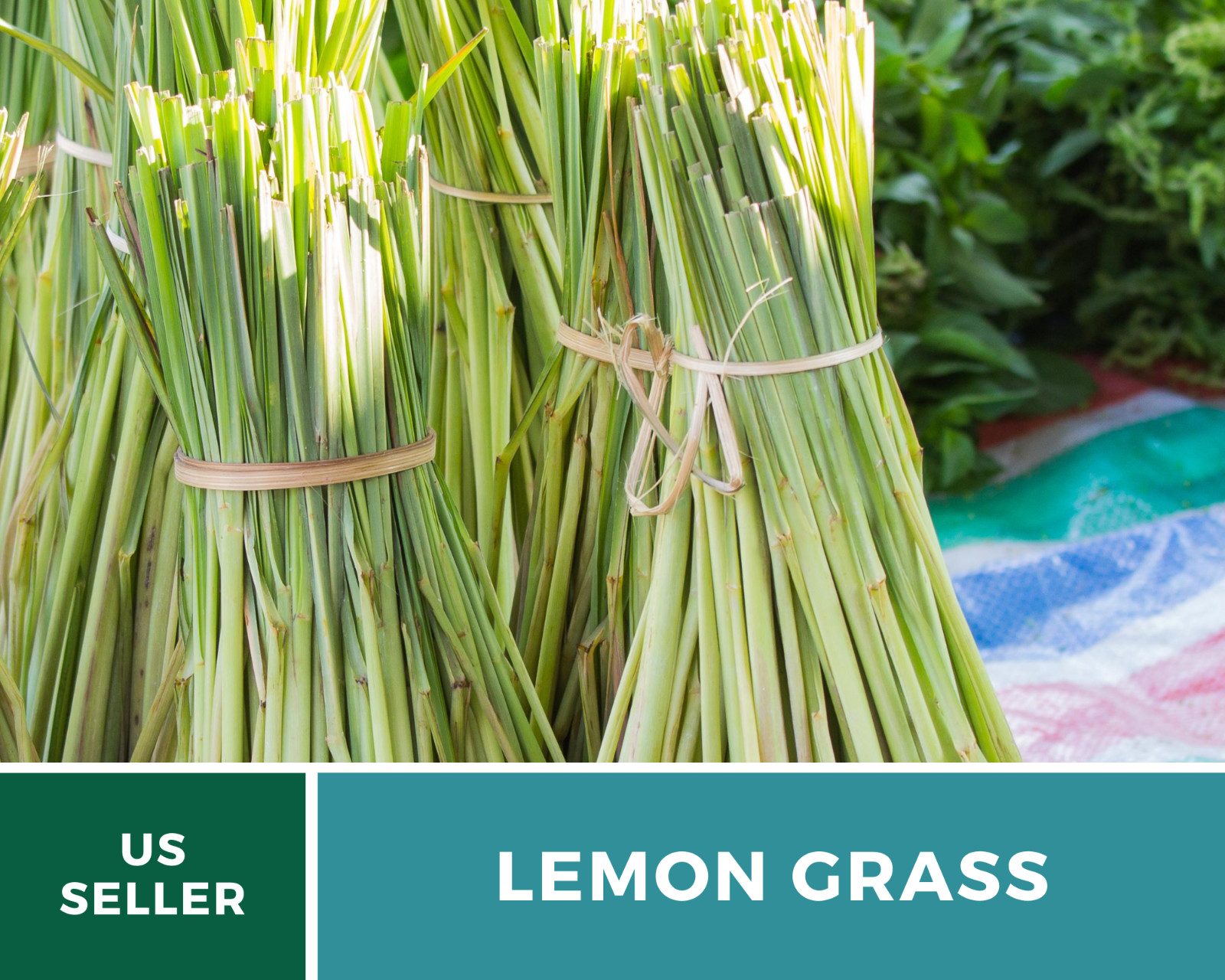 Lemon Grass – 100 Seeds – Culinary & Medicinal Herb (Cymbopogon Flexuosus)