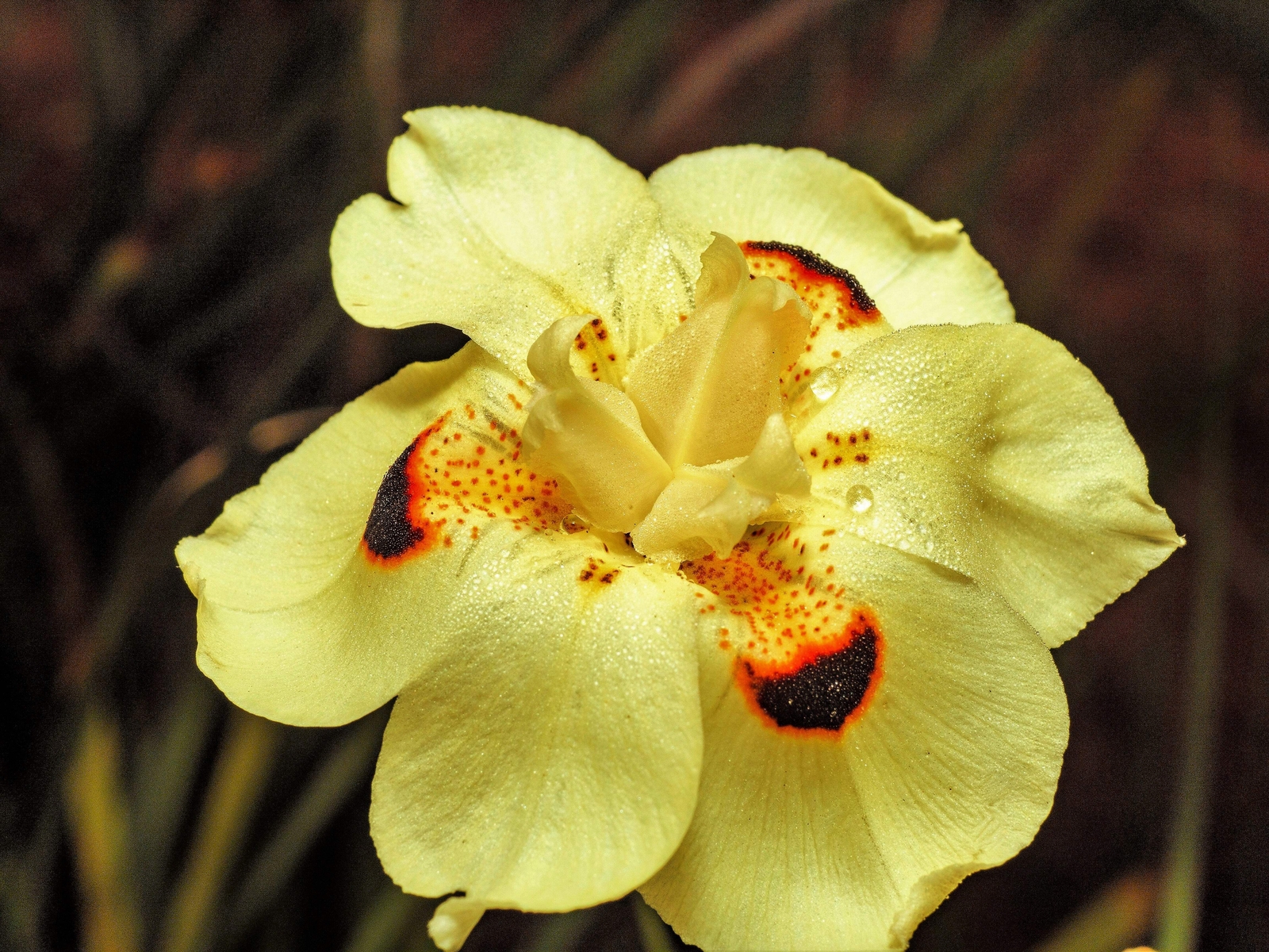 20 YELLOW AFRICAN IRIS Fortnight Lily Dietes Bicolor Butterfly Flag Flower Seeds