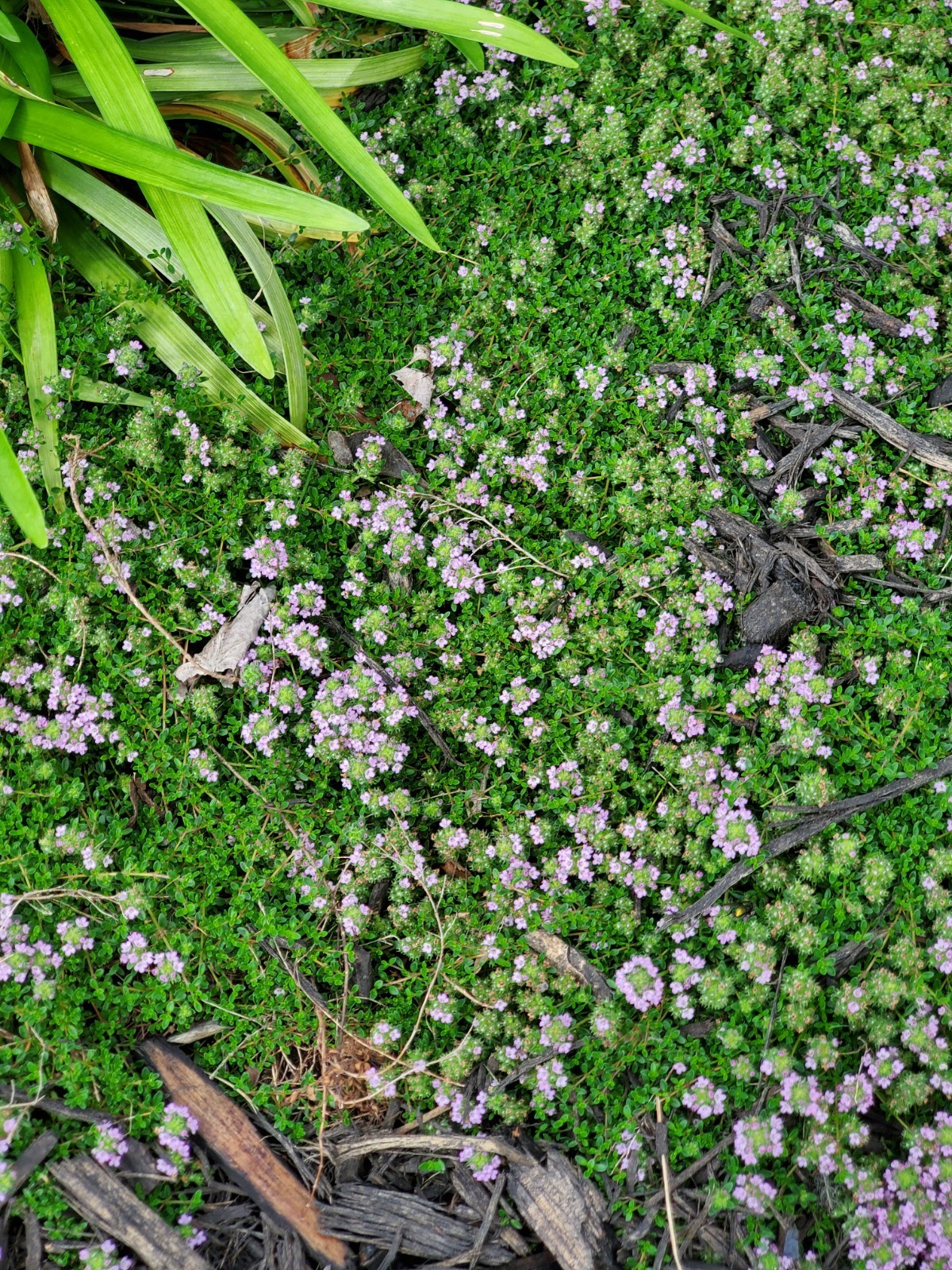Depression: Self-help collectible gift card with Thyme seeds attached as a gift