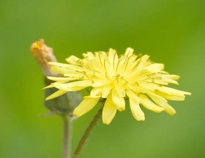 Wild Lettuce Seeds – Lactuca serriola – Prickly Lettuce Herb – 10 25 50 100 Pack