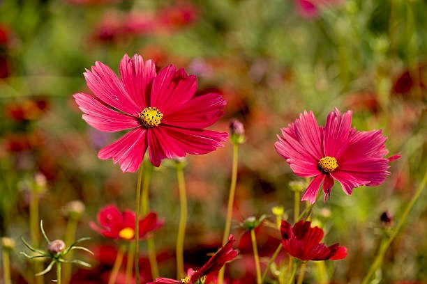 200 RADIANCE COSMOS SEEDS | SALE FREE SHIPPING NON GMO HEIRLOOM