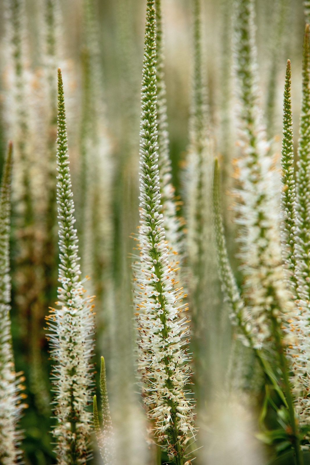 1000 CULVERS ROOT (Black Root) Veronicastrum Virginicum Flower Seeds