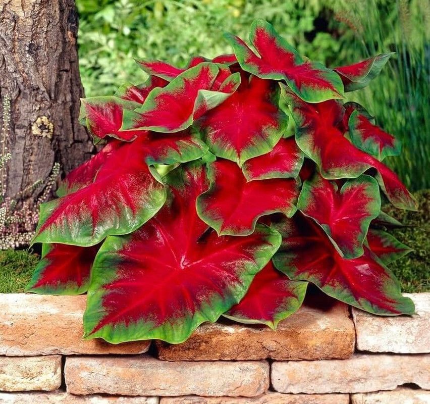 Florida Cardinal Caladium Bulbs (5/10 Bulbs) Perennial Hosta Bare Root