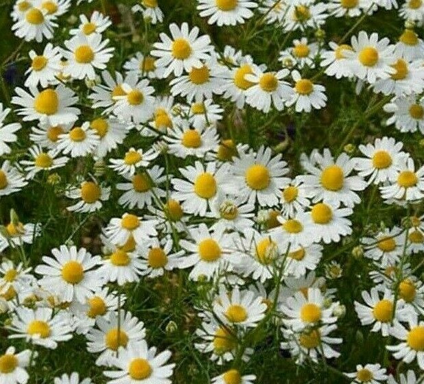 GERMAN CHAMOMILE SEEDS 2000+ fragrant GARDEN annual HERB tea FREE SHIPPING