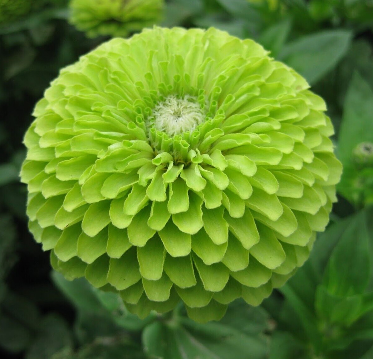 GREEN ZINNIA FLOWER SEEDS 100+ “ENVY” GARDEN bees BIRDS ANNUAL Free Shipping