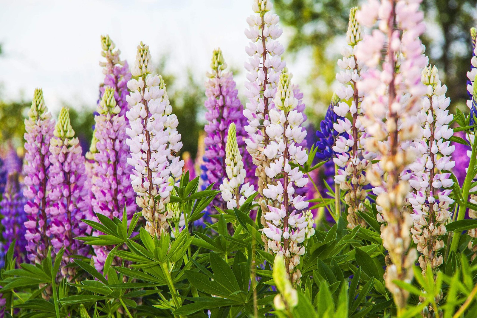 75 Mixed Colors RUSSELL LUPINE Bigleaf Lupinus Polyphyllus Flower Seeds