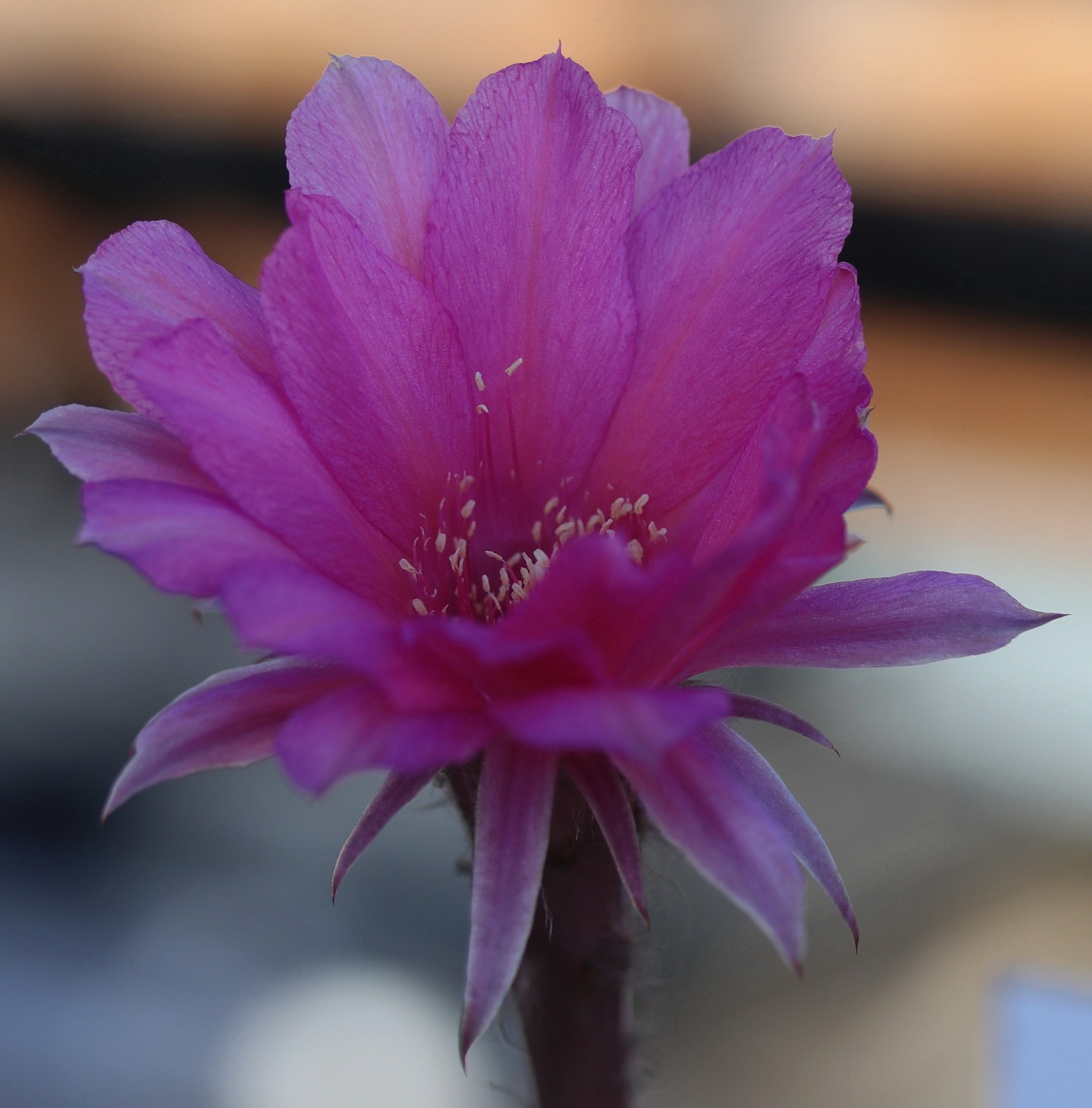 Echinopsis hybrid ‘Paita’