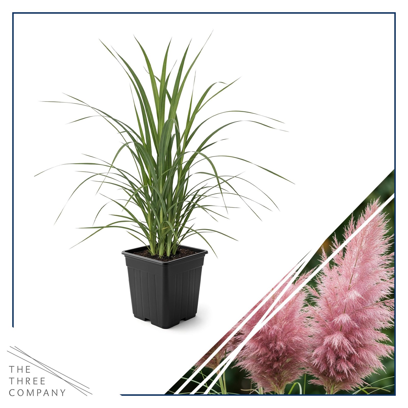 Pink Pampas Grass 10″ Tall Perennial Accent Plant in 1.5 Qt Pot