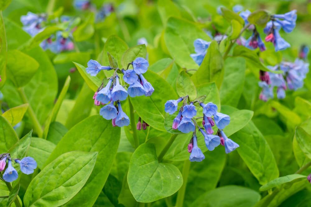 Virginia Bluebells Wildflower Seeds for Planting (10 Seeds) – Mertensia virginic