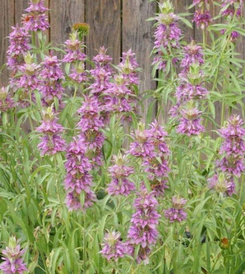 400+ Lemon mint Seeds **Fresh Seeds** ~~Free Shipping~~