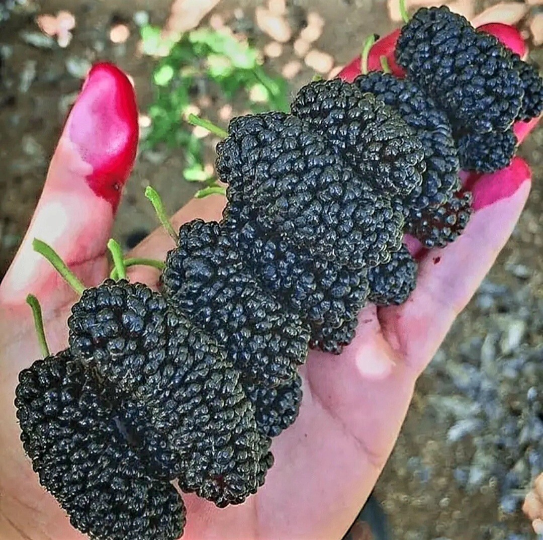 200 Black Mulberry Fruit Tree Seeds Popular Variety Rare Morus Dense fruit