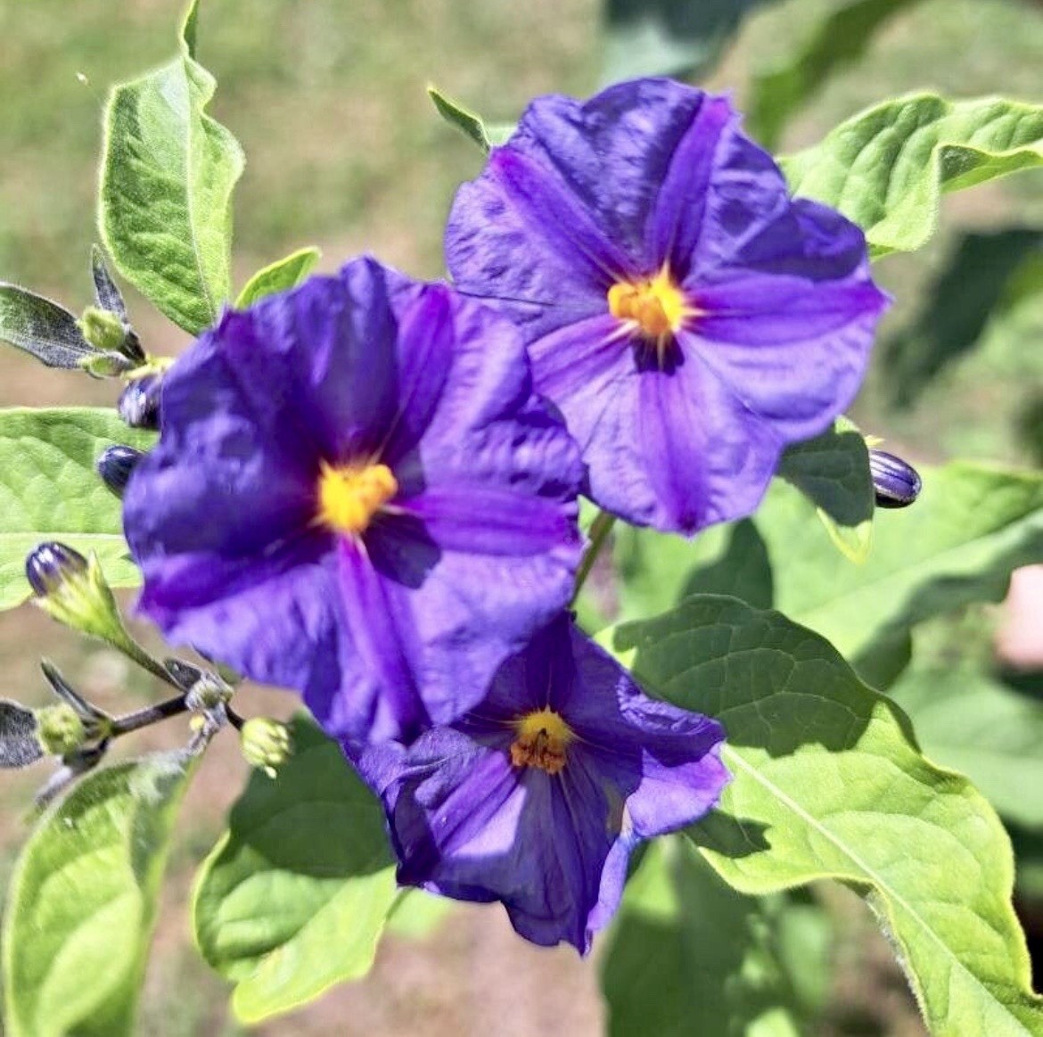 Lycianthes rantonnetii, Potato Bush – 10 stems 4-6 inches – USA seller
