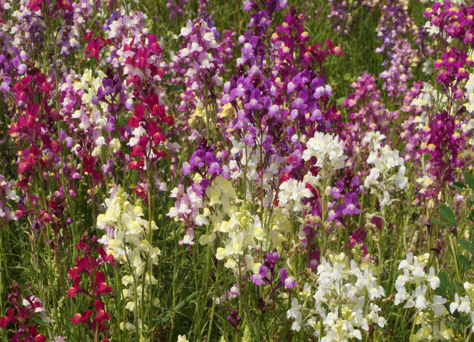 Northern Lights Snapdragon Seeds Mix, Multi Color Blooms, Pollinators, FREE SHIP