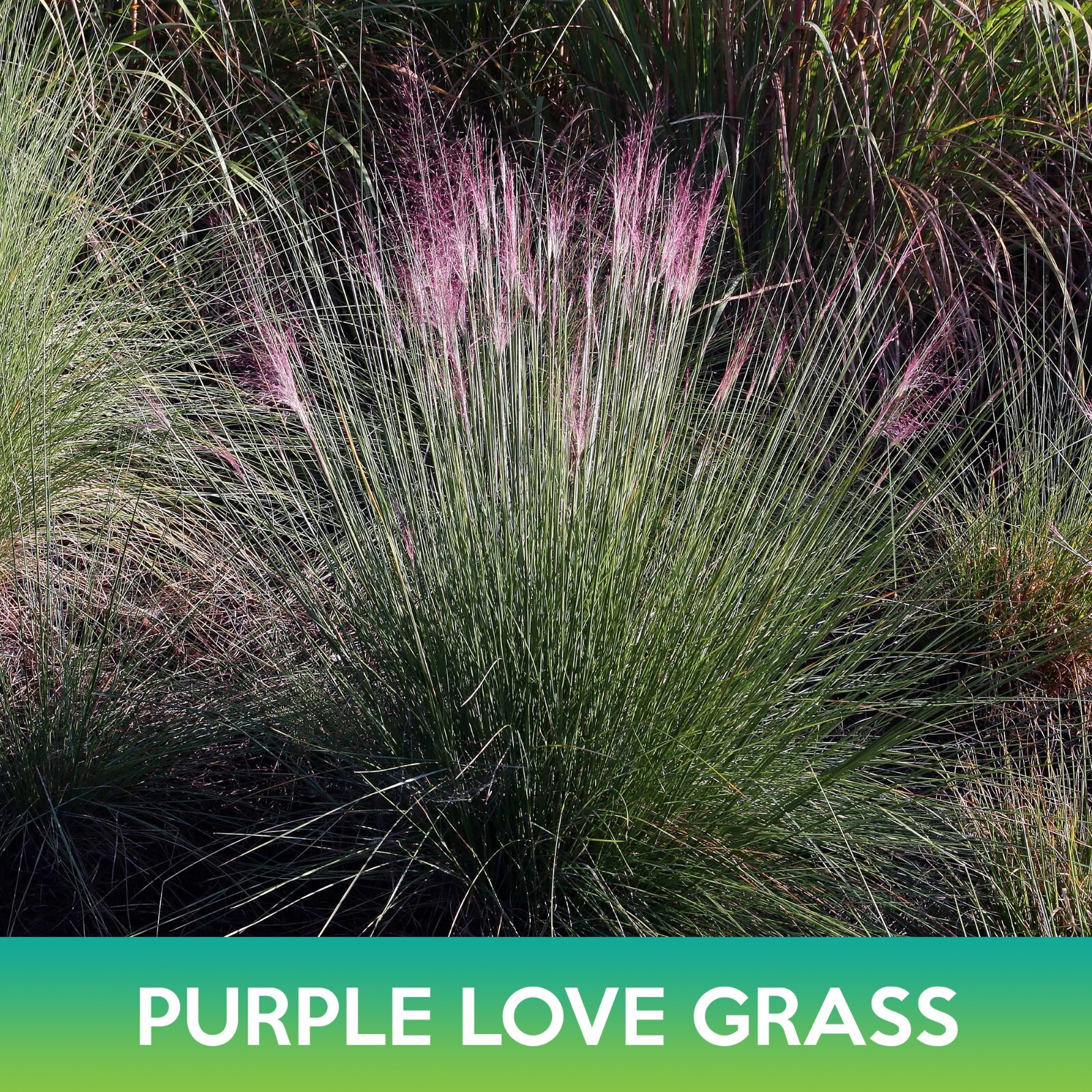 Purple Love Grass Seeds, Eragrostis spectabilis