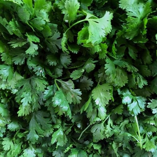 CarpetC Cilantro Seeds for Planting, Slow Bolt Annual Herb, Coriandrum sativum