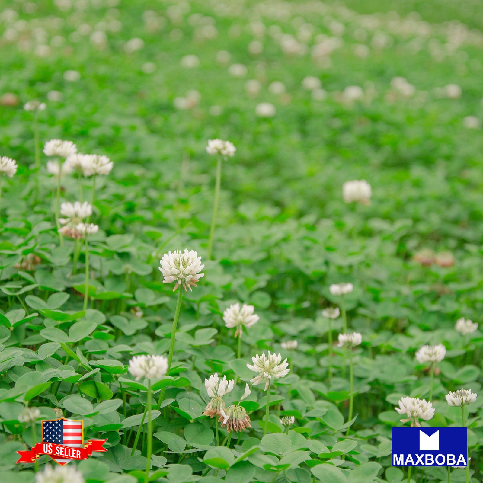 Fresh!! White Dutch Clover Perennial Cover Crop 4000 Seeds Non-GMO