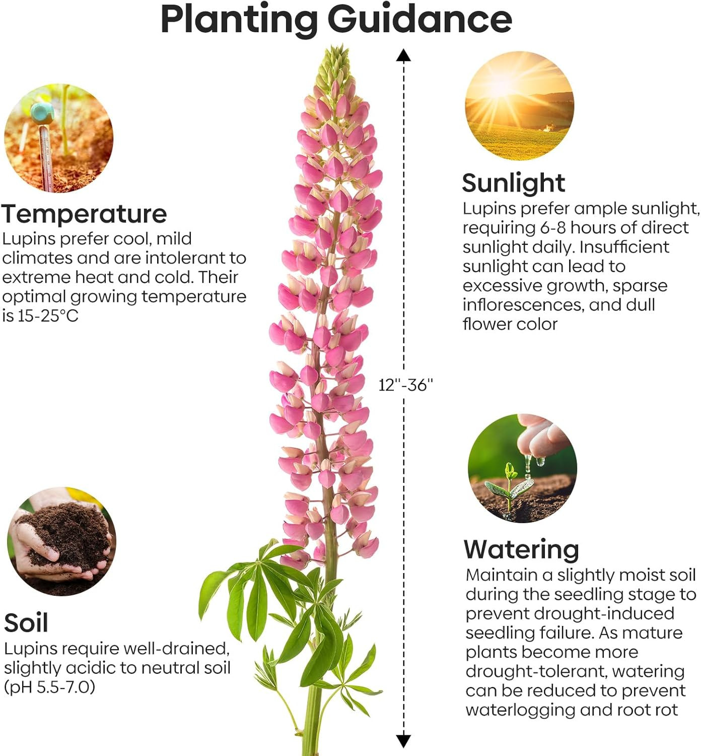 Russell Lupine Seeds, Lupinus Polyphyllus 36-48 Inch Tall Mix Color Flower, Red,