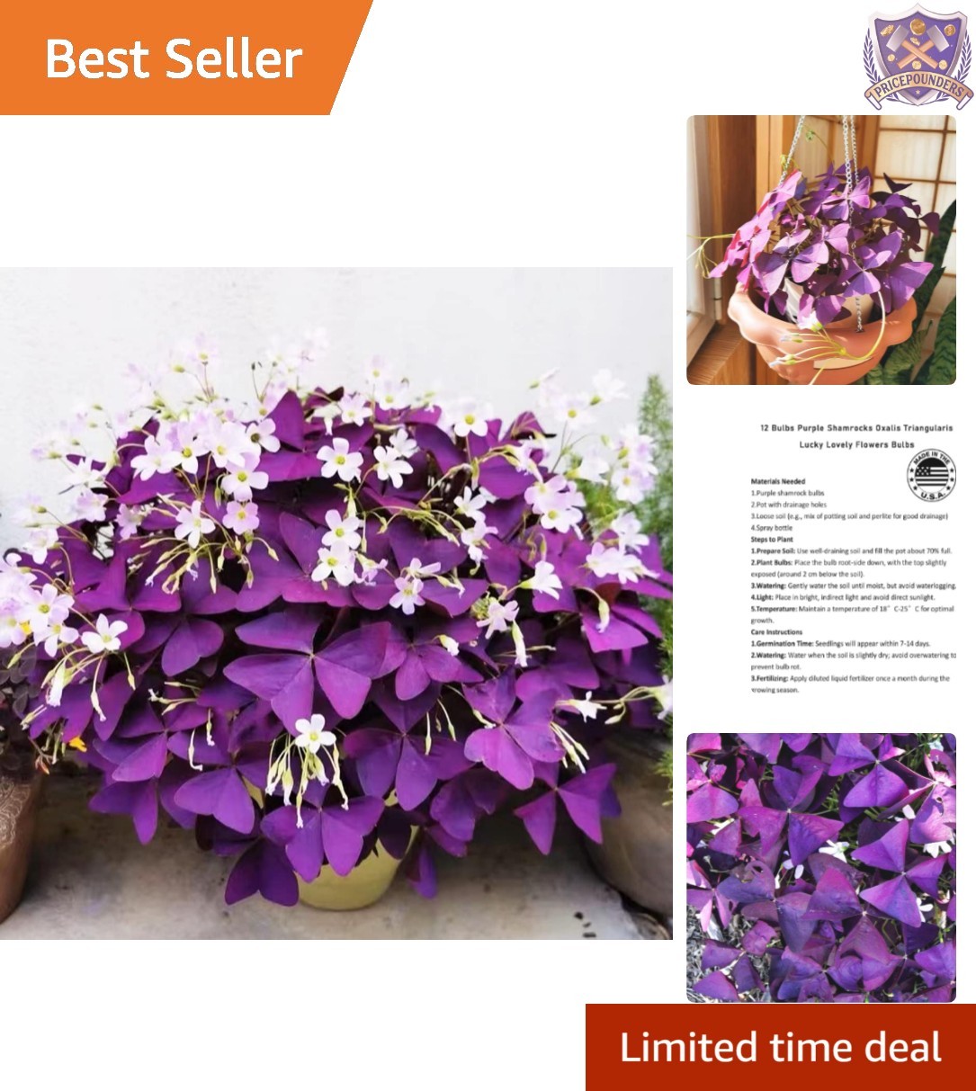 12+ Purple Shamrocks Bulbs Indoor Outdoor Lucky Flowers Grows versatility