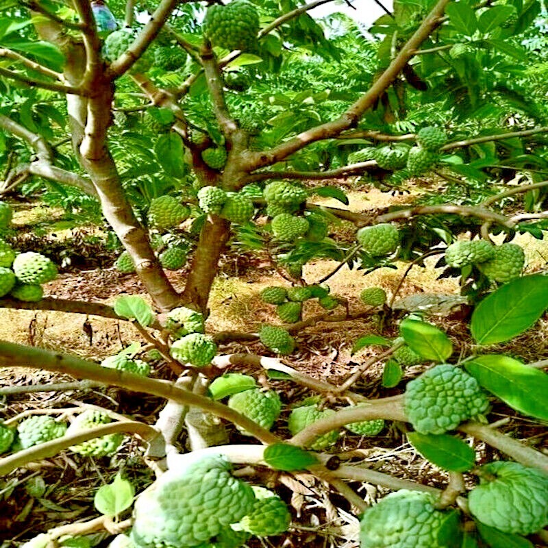 ORGANIC “Sugar Apple” Fruit Tree Seeds (Annona squamosa) Tropical Sweetsop Plant