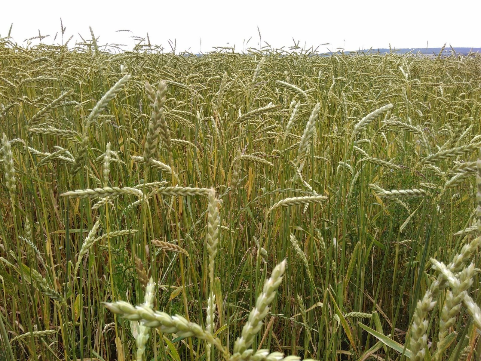 100 Spelt Seeds! -All Natural Organic Non GMO