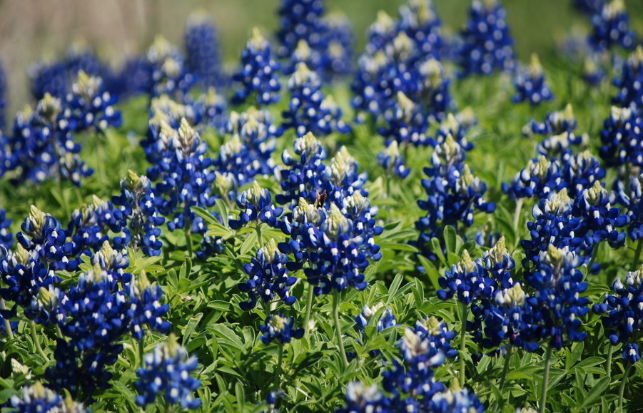 Texas Bluebonnet Seeds, Heirloom Wildflower Seeds, Non-GMO, Blue Flowers, 75ct