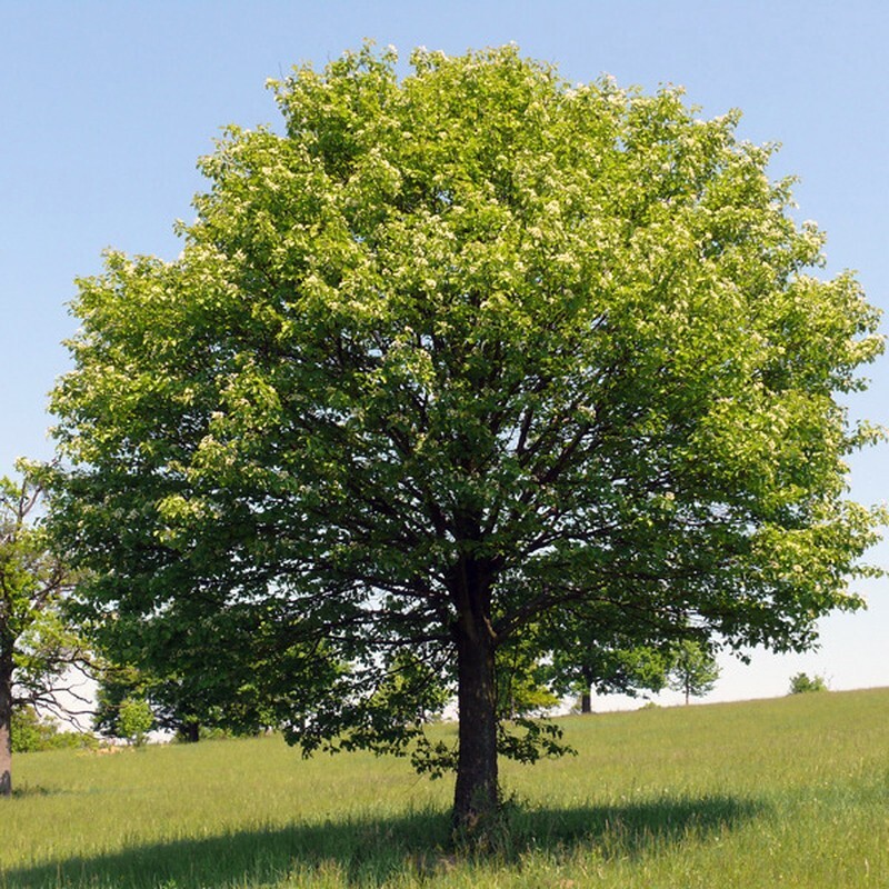 Field Maple Tree | Premium Seeds | Acer campestre ‘Fall’ | Plants’®