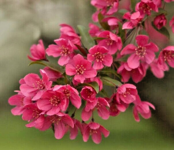 French Wild Apple | Premium Seeds | Malus sylvestris ‘Fruit’ | Plants’®