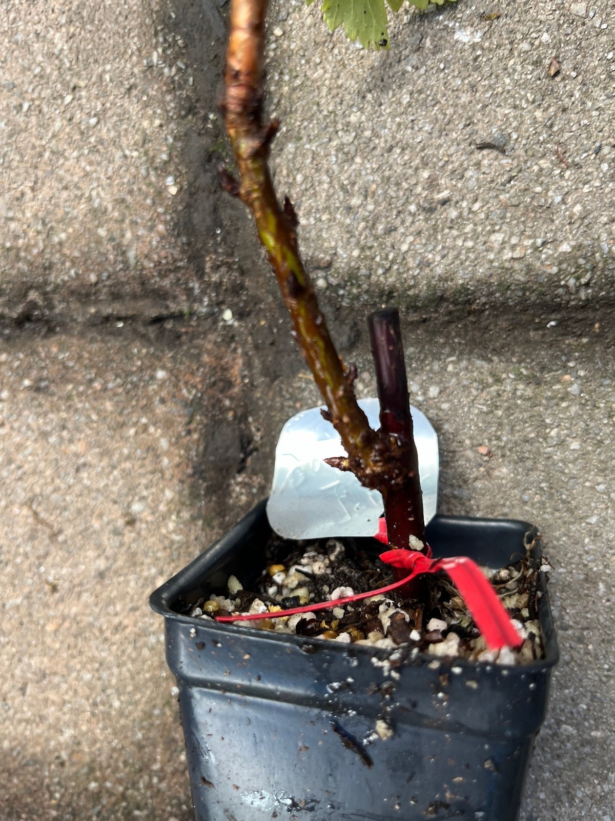 6-12″ tall Twisp River Red Currant Rooted Cutting Plug, 1 rooted plant