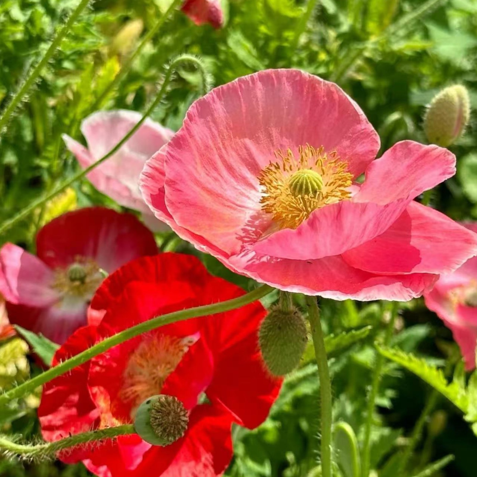 1000 Double Pink Shirley Poppy Seeds – Papaver rhoeas Garden Flower Zones 3–10