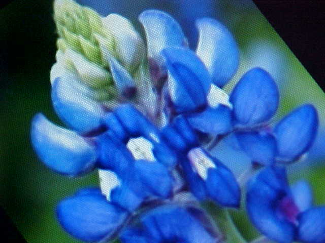 200 SEEDS FAVORITE TEXAS BLUE BONNET DWARF BLUE FLOWER PERENNIAL RE-SEED IT SELF