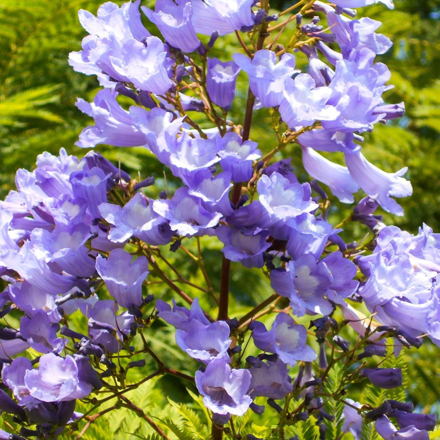 Jacaranda Tree Seeds 100pcs – Stunning Blue Flowering Bonsai, DroughtTolerant…