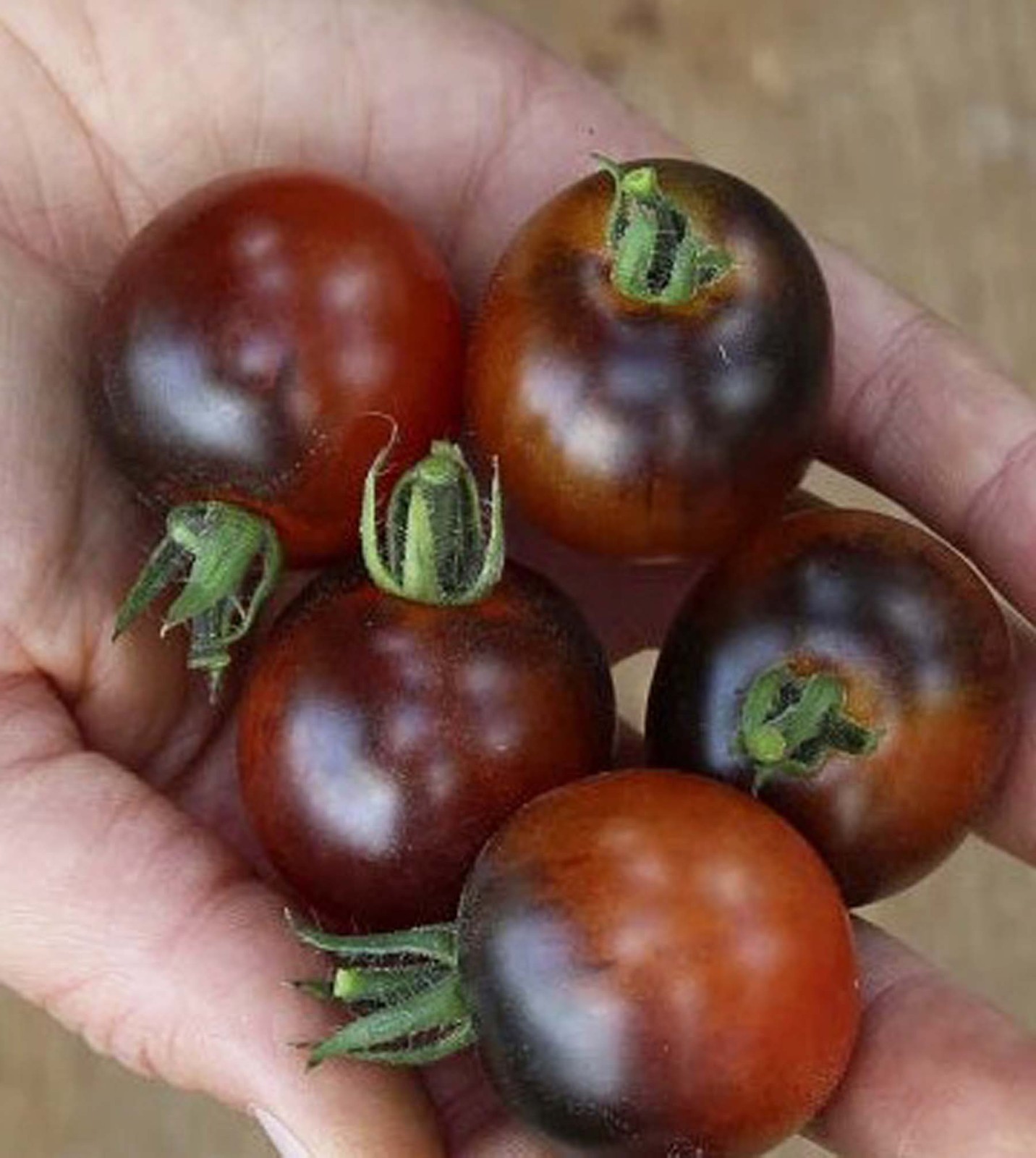 Midnight Snack Tomato Seeds – 15 Seeds | Sweet, Dark Purple Heirloom Tomatoes